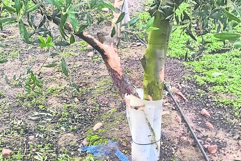 Cortezas mordidas en olivos, incluso con protectores.