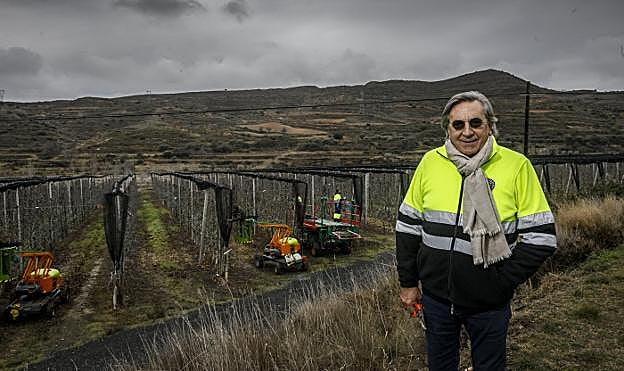 Raúl Sanz, ayer, en una plantación de manzanos en el término de La Rate de Cervera, donde se realizan labores de poda. 