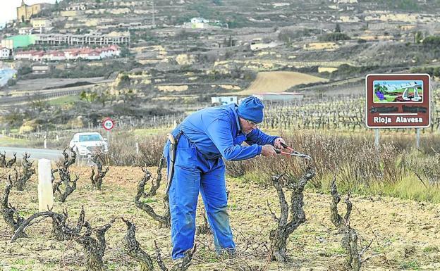 Un agricultor, inmerso en la poda a la entrada de Labastida, donde se puede ver un cartel en el que vándalos han tachado el topónimo en euskera de Rioja Alavesa.