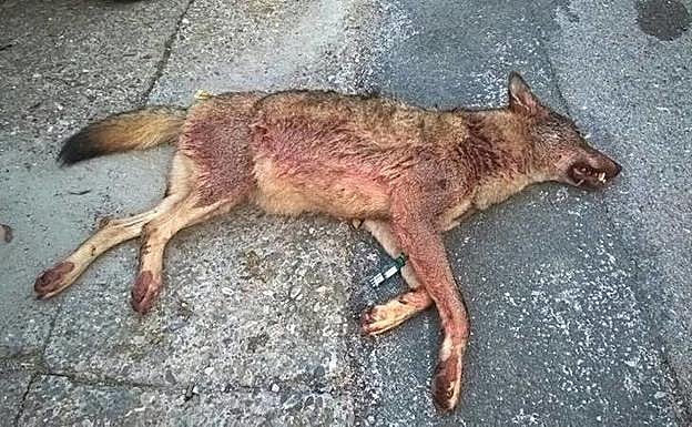 Abatida una loba en una cacería legal en Villavelayo