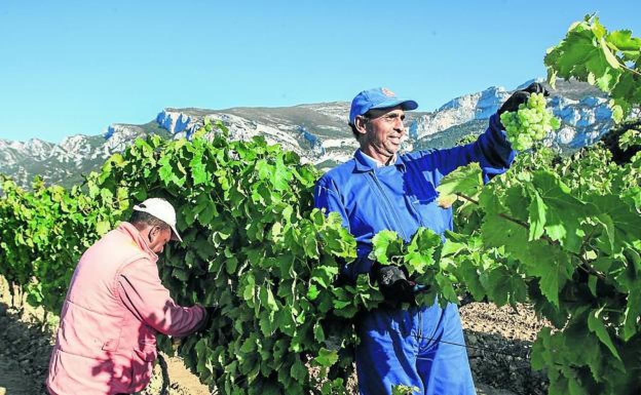 Temporeros trabajan en viñedos de Rioja Alavesa durante la última vendimia. 