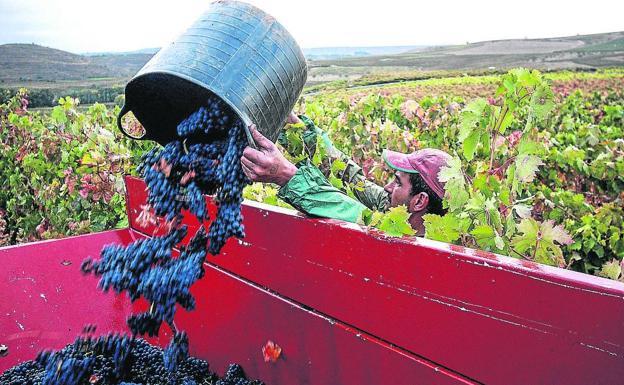 La uva tinta es la mayoritaria en Rioja Alavesa y ocupa más de 12.000 de las 13.000 hectáreas en la comarca.