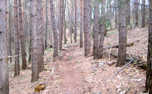 Un tramo de la senda del Jabalí en su primera mitad 