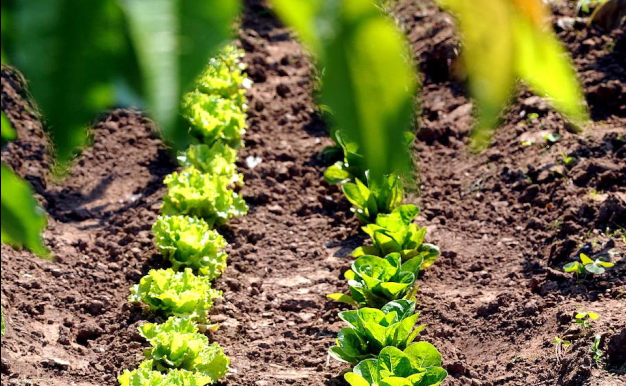 Ciudadanos pide que se puedan cultivar los huertos en La Rioja