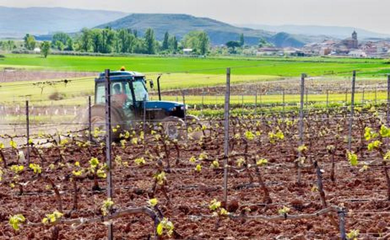 Una viña en Uruñuela.