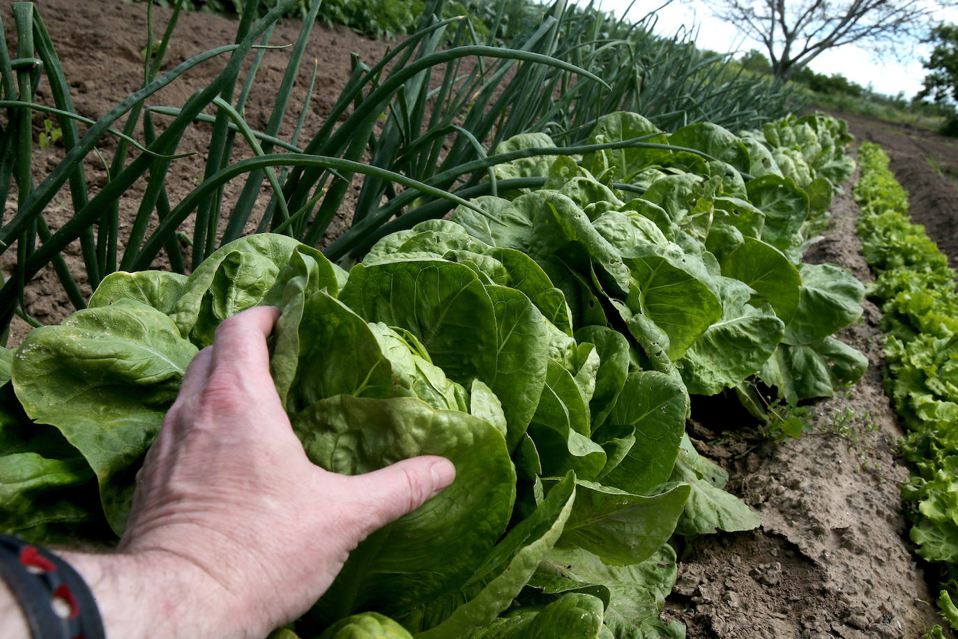 El regreso. Al final, la Administración atendió las demandas de los agricultores no profesionales para poder cultivar sus huertas 