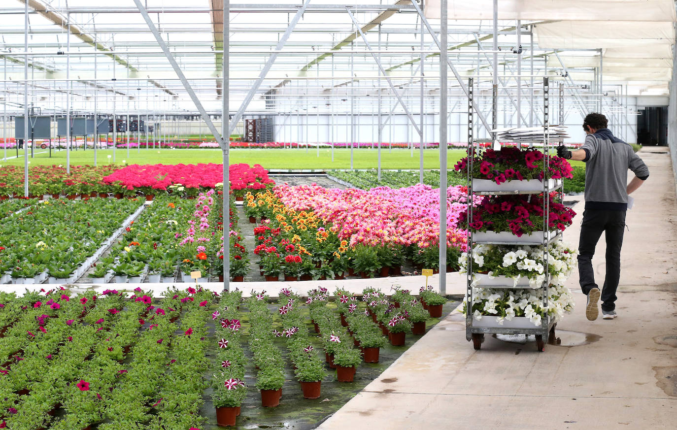 La 'aministía' para el mantenimiento de huertos anima a los viveristas, aunque el mercado de flores pierde una buena parte de la temporada.