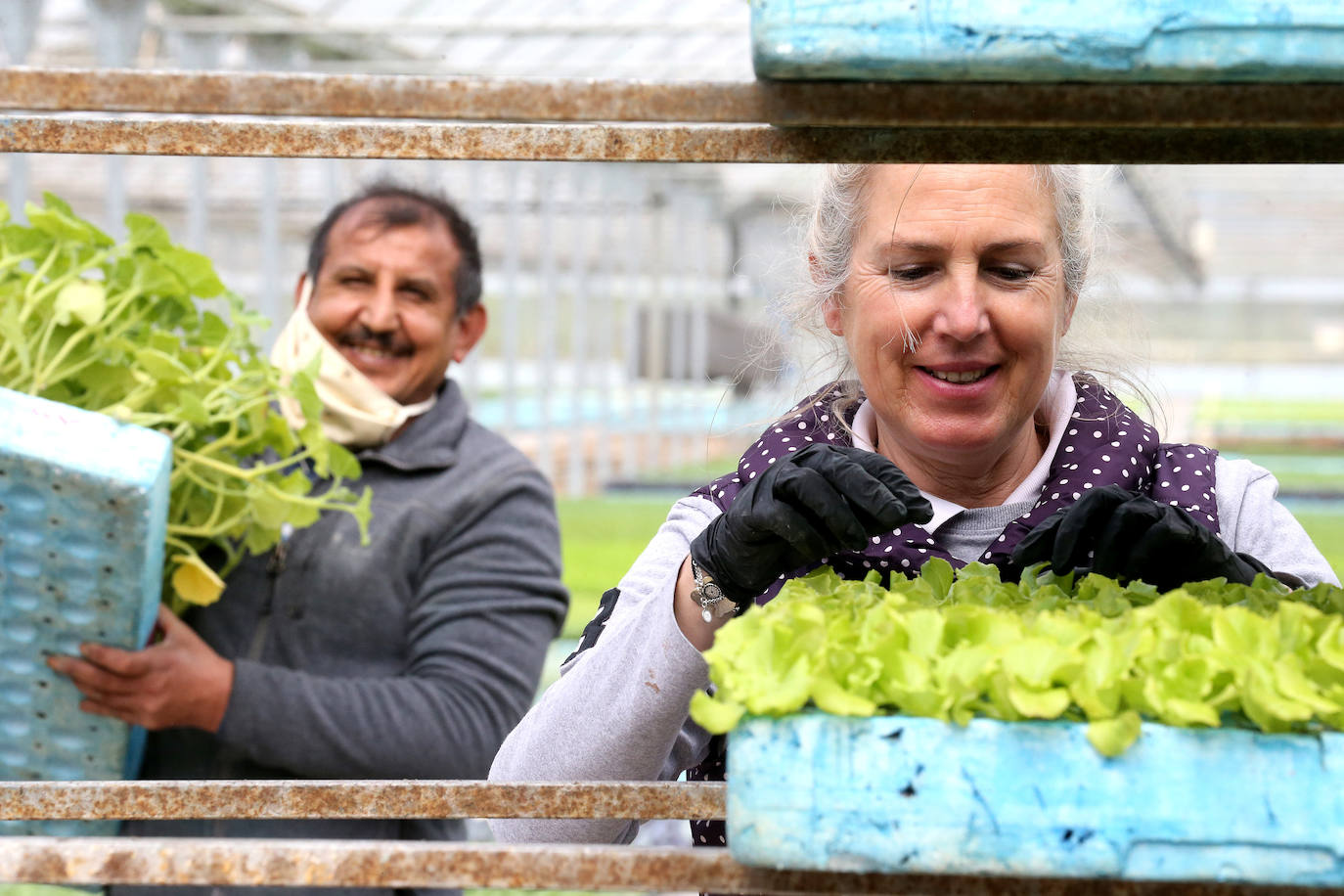 La 'aministía' para el mantenimiento de huertos anima a los viveristas, aunque el mercado de flores pierde una buena parte de la temporada.