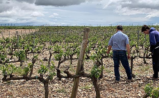 Imagen principal - El granizo hace estragos en la comarca de Haro