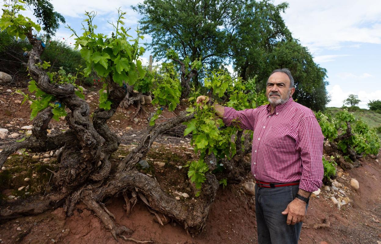 Damián Sáenz Angulo, en una viña centenaria de Uruñuela. 