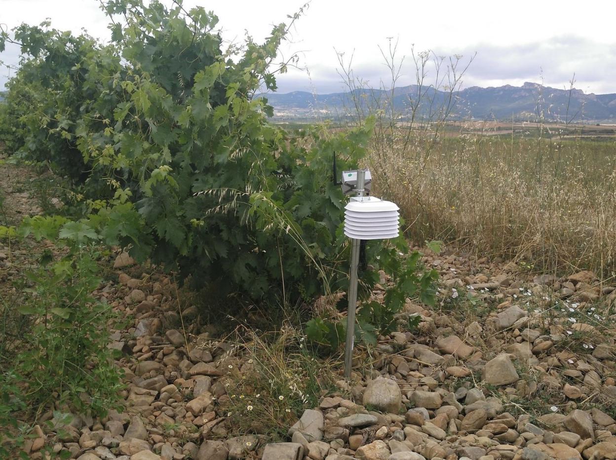 Imagen de un sensor a pie de viña. 