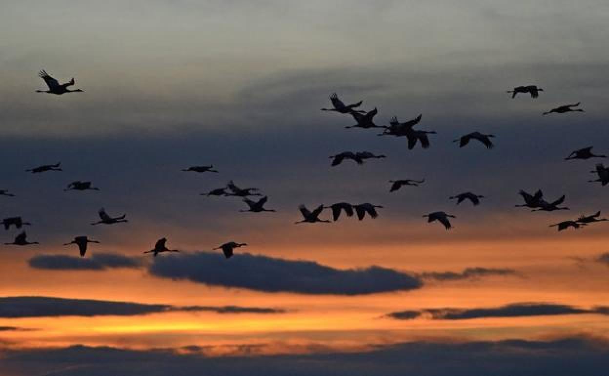 Grullas en la Laguna de Gallocanta, en Zaragoza.