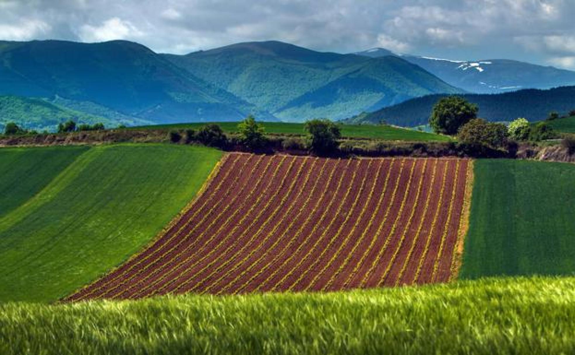 Viñedos y cereal en Badarán, con la Sierra de la Demanda al fondo. 