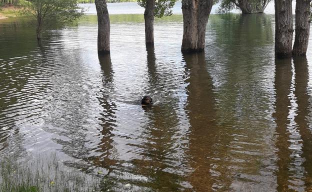 Un perro, disfrutando del embalse este martes.