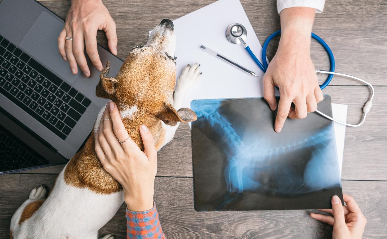 Enfermedades humanas que también sufren las mascotas