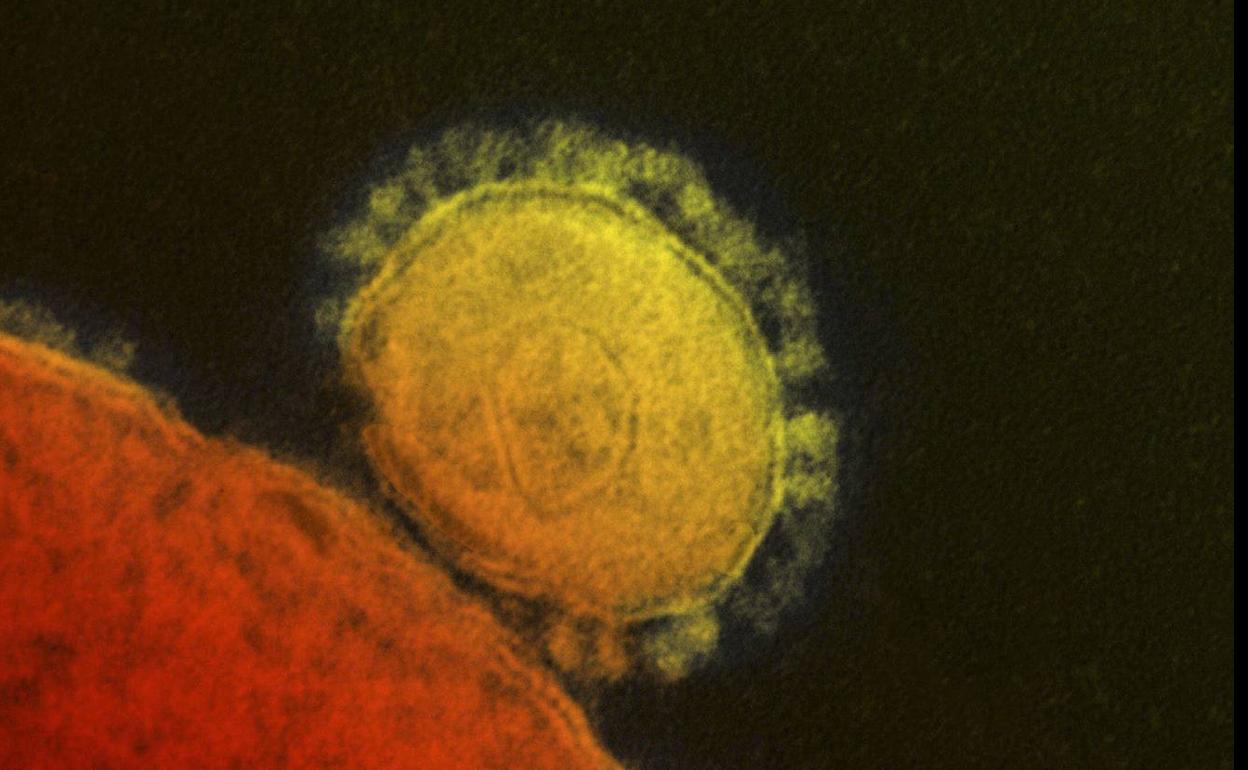 El coronavirus se comporta como una enfermedad de transmisión sexual