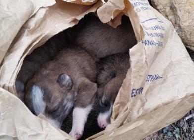 Imagen secundaria 1 - Un viticultor de Hormilla halla seis cachorros de perro recién nacidos encerrados en un saco