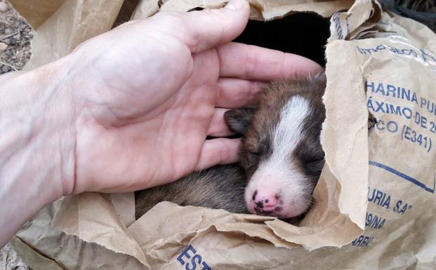 Imagen principal - Un viticultor de Hormilla halla seis cachorros de perro recién nacidos encerrados en un saco