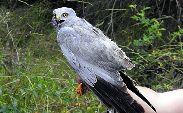 Imagen principal - &#039;Millana&#039; y &#039;Berceo&#039;, dos aguiluchos &#039;riojanos&#039; con GPS para «conocer y conservar» la especie