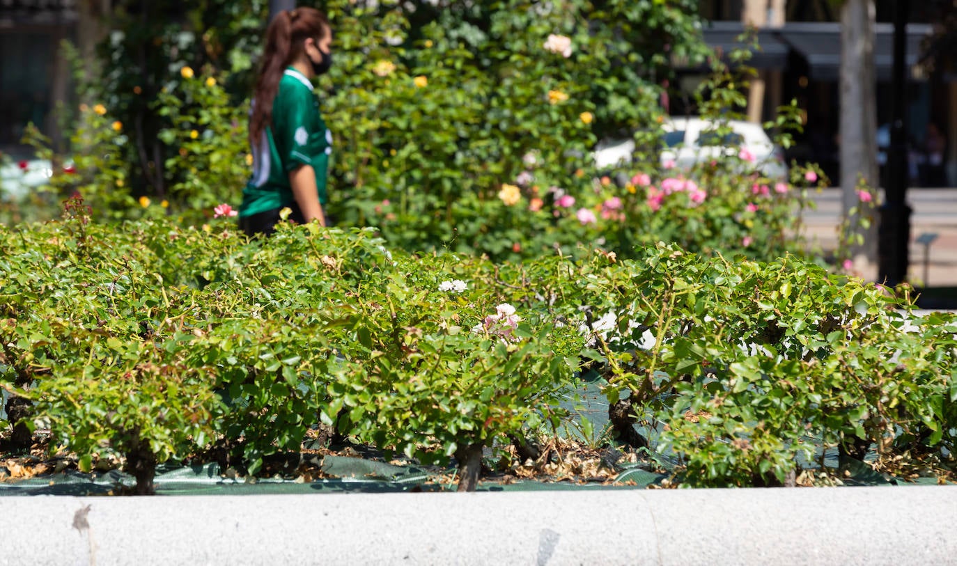 Fotos: El cuidado de los jardines de Logroño, en tela de juicio