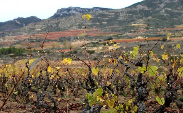 Veinte nuevos 'viñedos singulares' para la DOCa Rioja