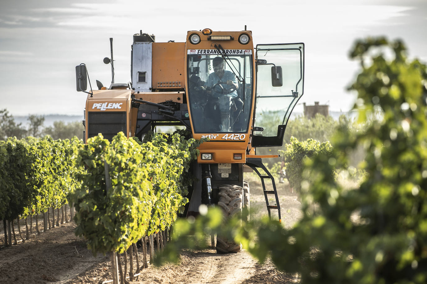 El coronavirus marca la campaña de este año en Rioja