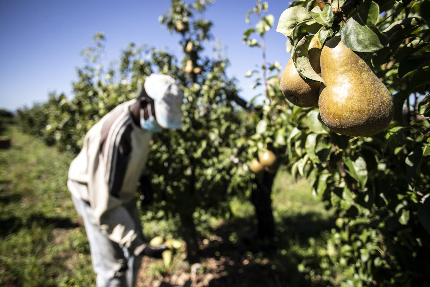 La cosecha de esta fruta en La Rioja ha resultado corta, pero de mucha calidad