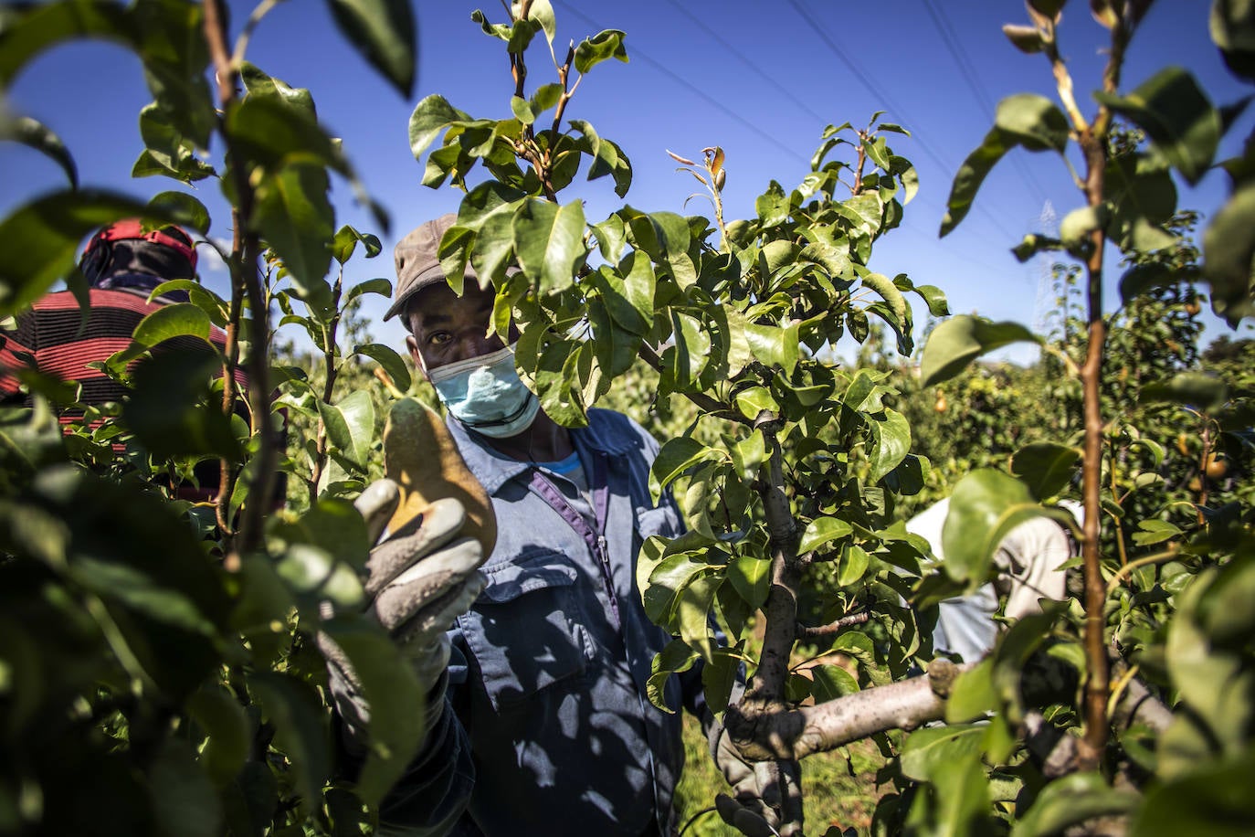 La cosecha de esta fruta en La Rioja ha resultado corta, pero de mucha calidad