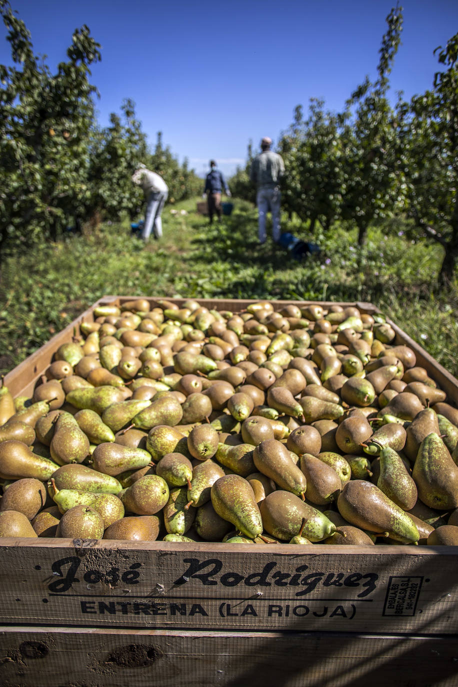 La cosecha de esta fruta en La Rioja ha resultado corta, pero de mucha calidad