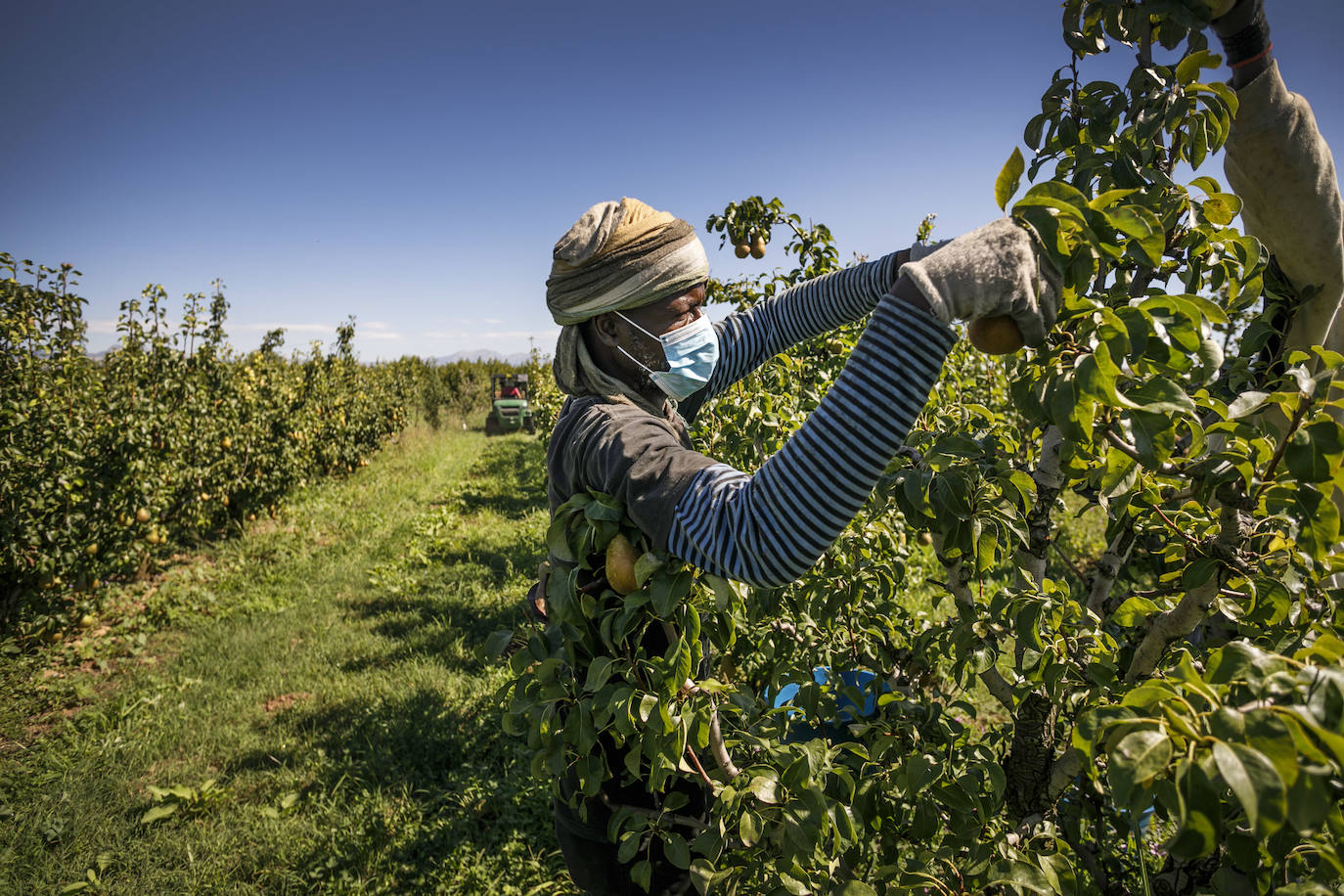 La cosecha de esta fruta en La Rioja ha resultado corta, pero de mucha calidad