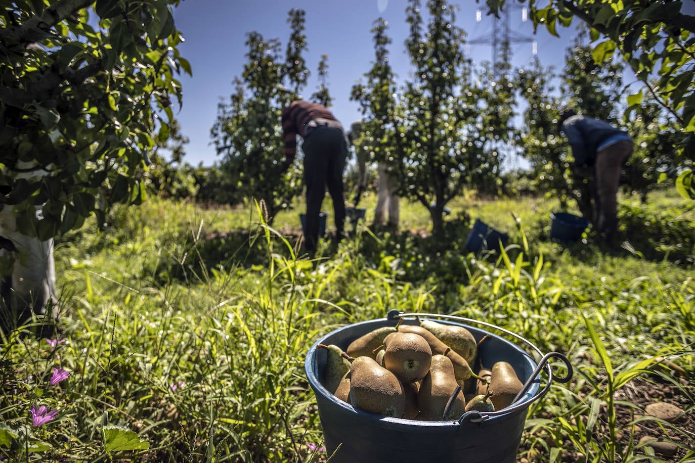 La cosecha de esta fruta en La Rioja ha resultado corta, pero de mucha calidad