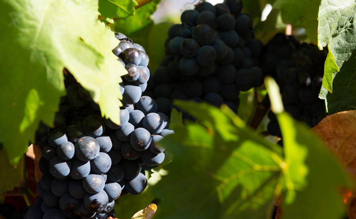 El Grupo Rioja defiende que las bodegas cumplen la Ley de Cadena Alimentaria