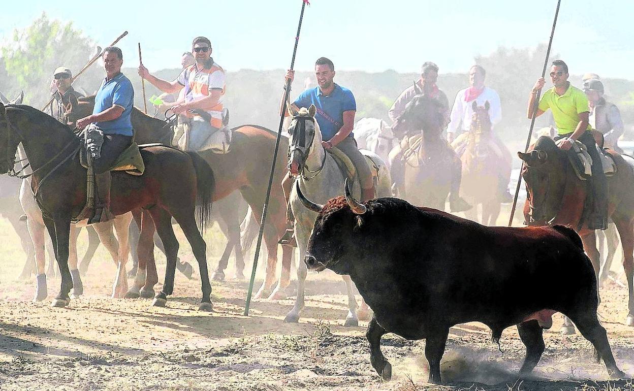 Los tres puyazos mortales al Toro de la Vega