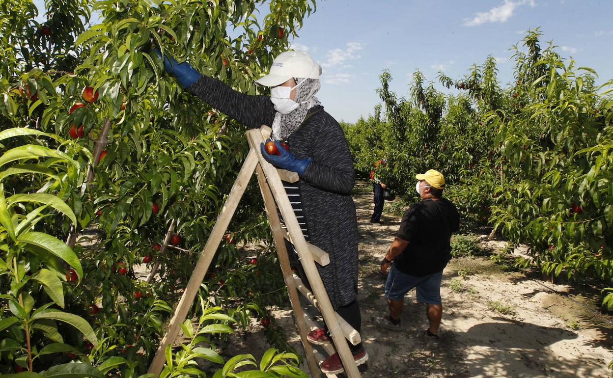 Trabajadores inmigrantes en el campo murciano 