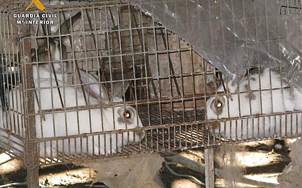 Imagen principal - Varias imágenes de lo que se encontraronlos agentes del Seprona.