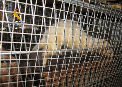 Imagen secundaria 1 - Los animales vivían en condiciones pésimas de salubridad. 