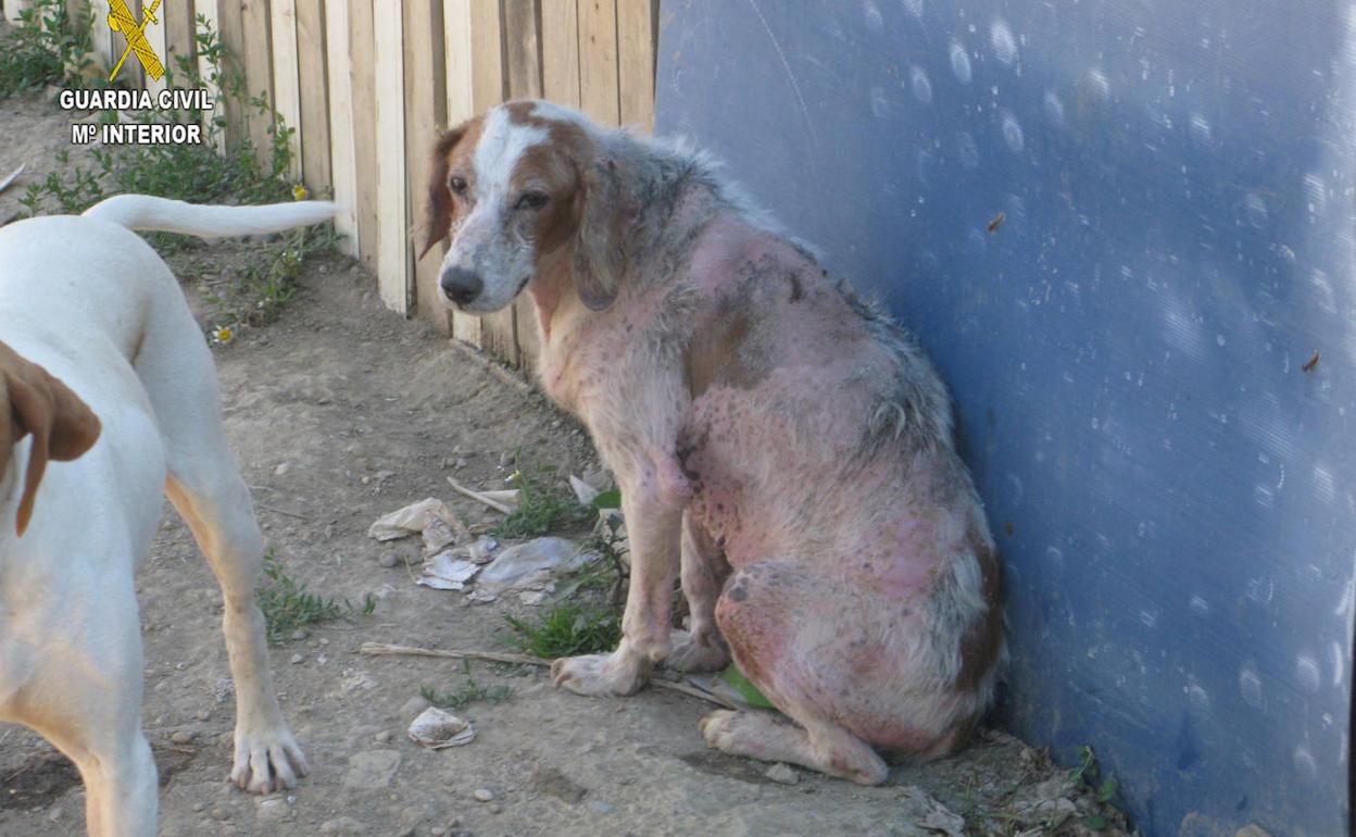 Los animales se hacinaban en una propiedad de San Vicente de la Sonsierra. 