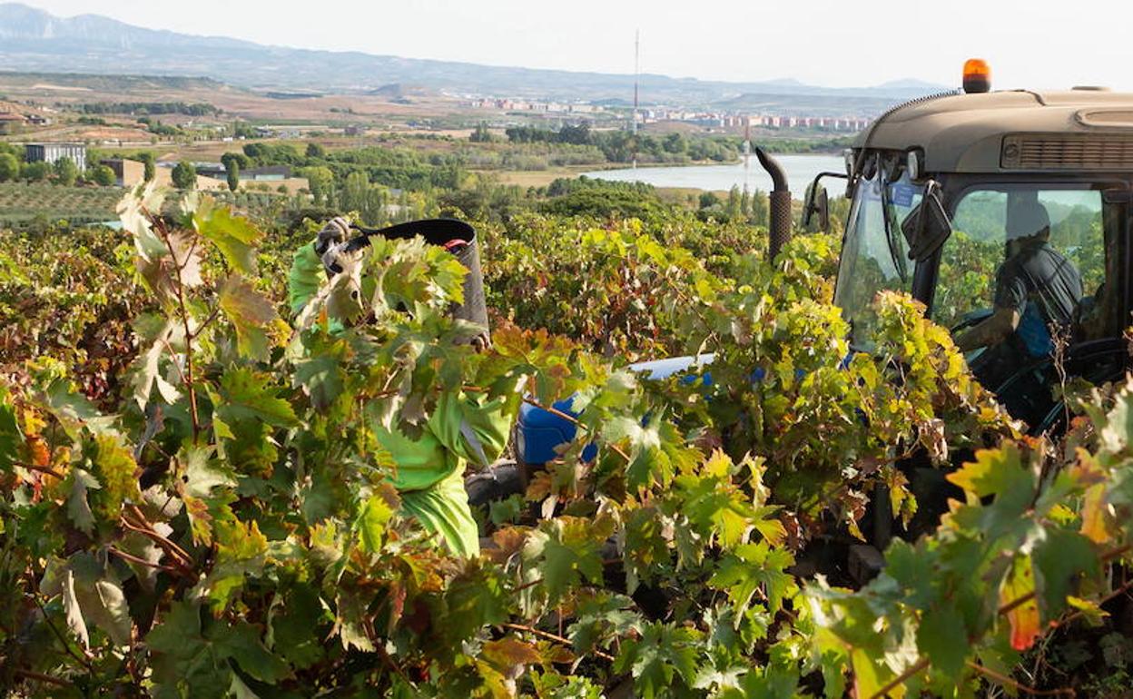 Vino de Rioja: Los primeros descubes del Rioja de 2020 auguran una añada «única»