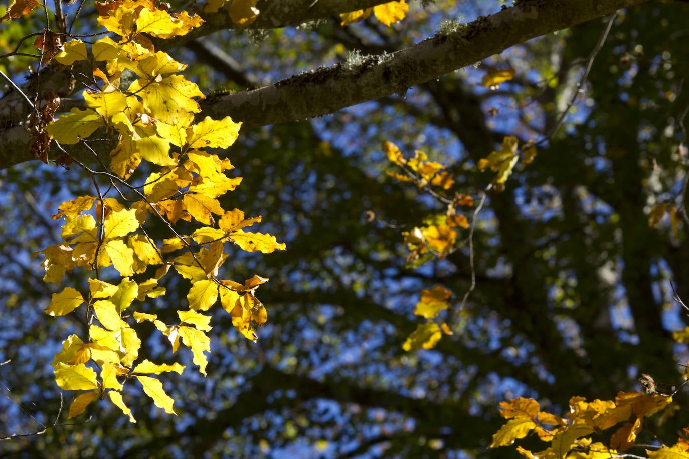 Variedad de colores en las hojas de los árboles tras la llegada del otoño.