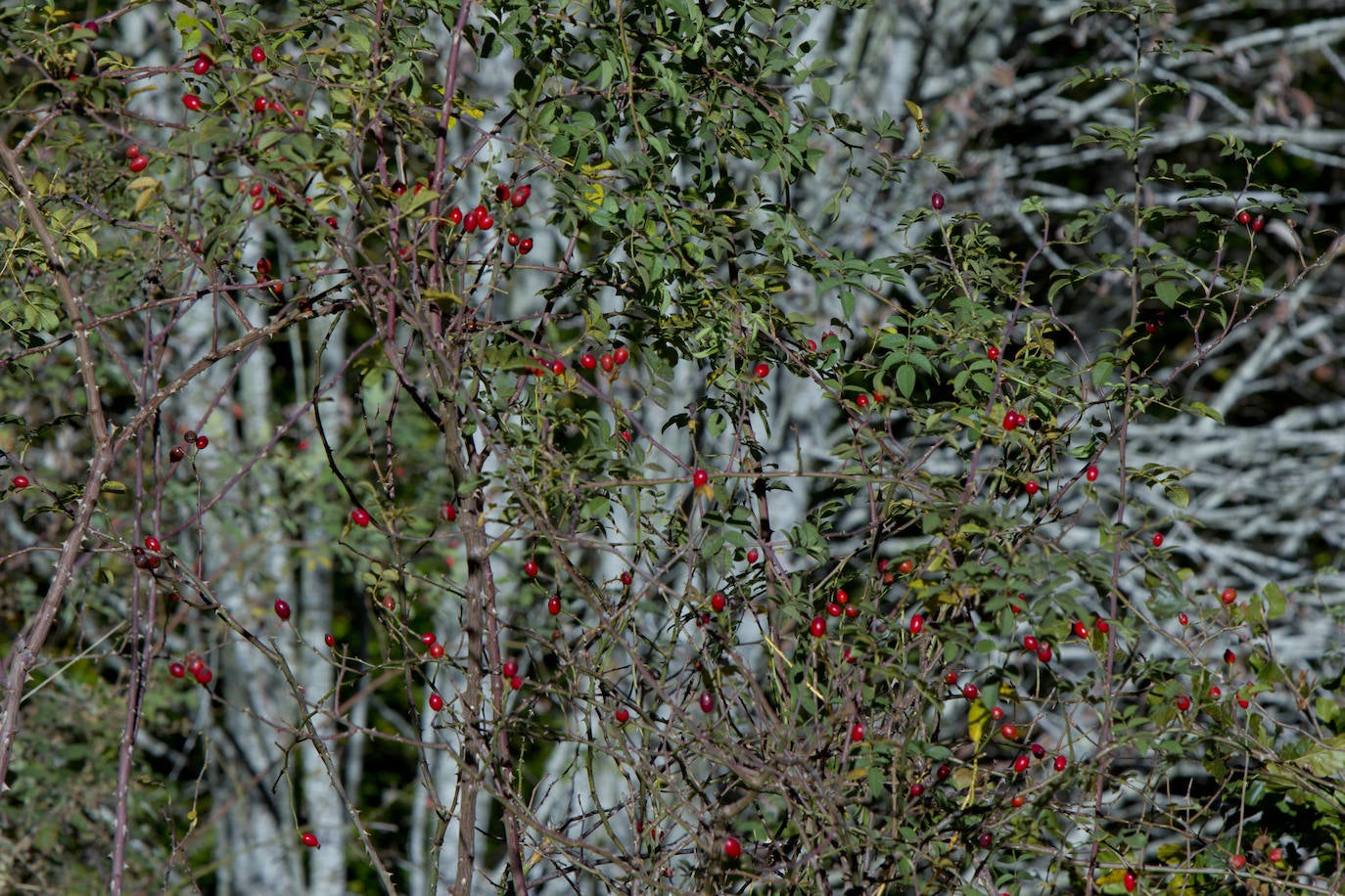 Variedad de colores en las hojas de los árboles tras la llegada del otoño.