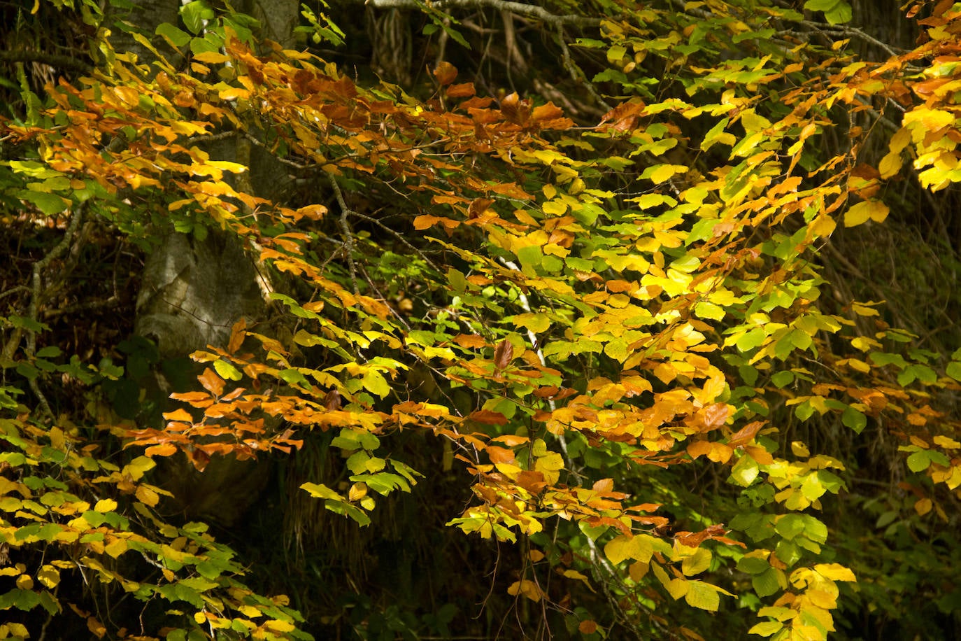 Variedad de colores en las hojas de los árboles tras la llegada del otoño.