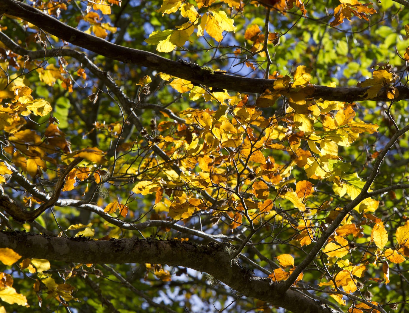 Variedad de colores en las hojas de los árboles tras la llegada del otoño.