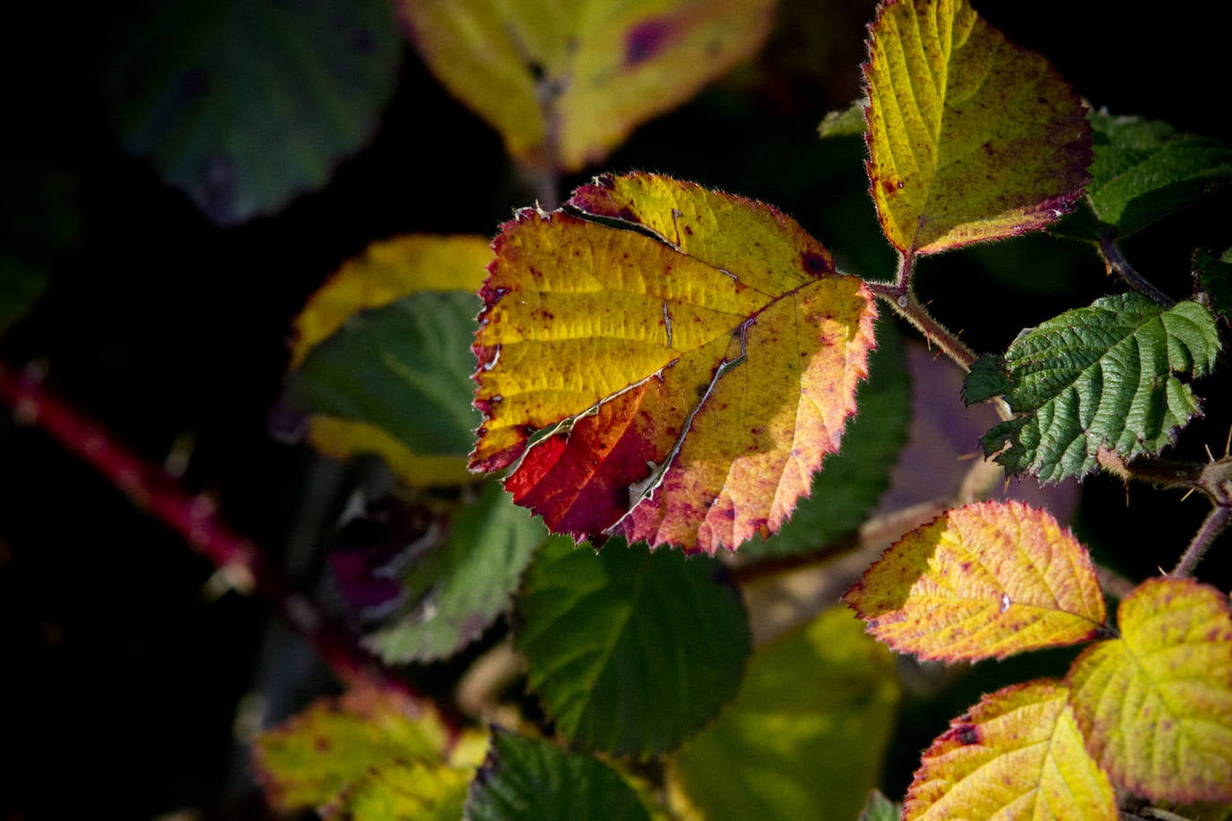 Variedad de colores en las hojas de los árboles tras la llegada del otoño.