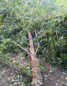 Imagen secundaria 2 - Destrozos por el viento en el parque del Iregua y en la Plaza Teresa de Calcuta de Logroño