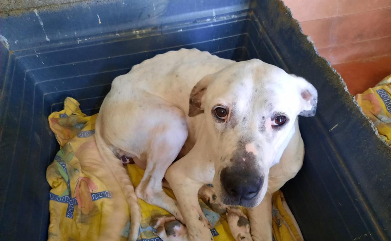 Tayson', un dogo argentino que fue hallado así de desnutrido. 