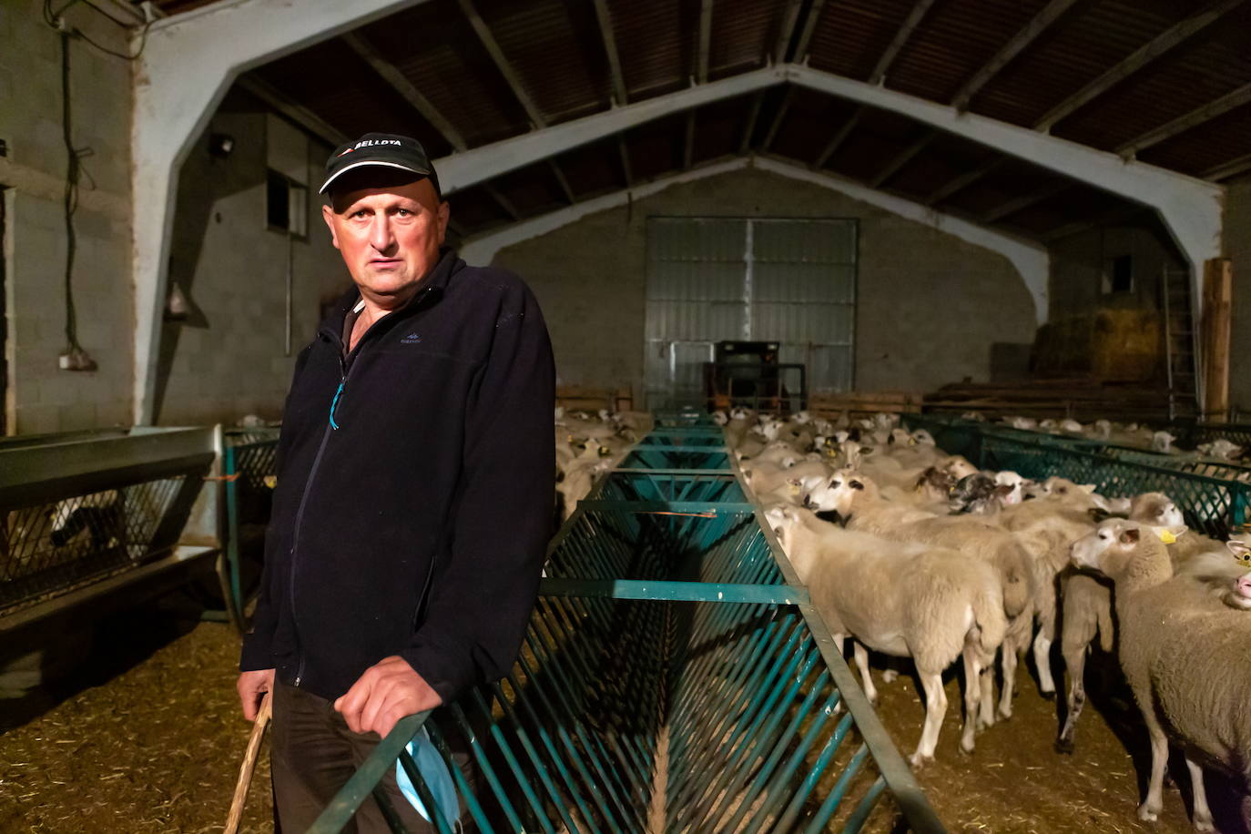 Imagen principal - Javier Elías, ganadero de Villoslada, uno de los perros que cuidan de su ganado y las señales del ataque del lobo en una de sus ovejas