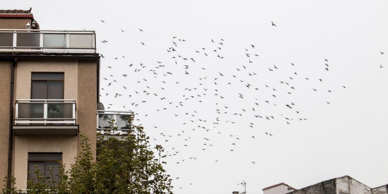 Una bandada de palomas sobrevolando la ciudad calceatense, esta misma semana. 