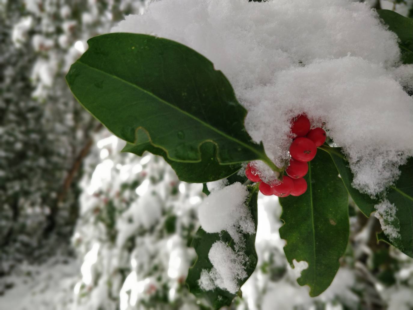 Están al nordeste de la cumbre y la nieve se acumula ahí a causa del viento