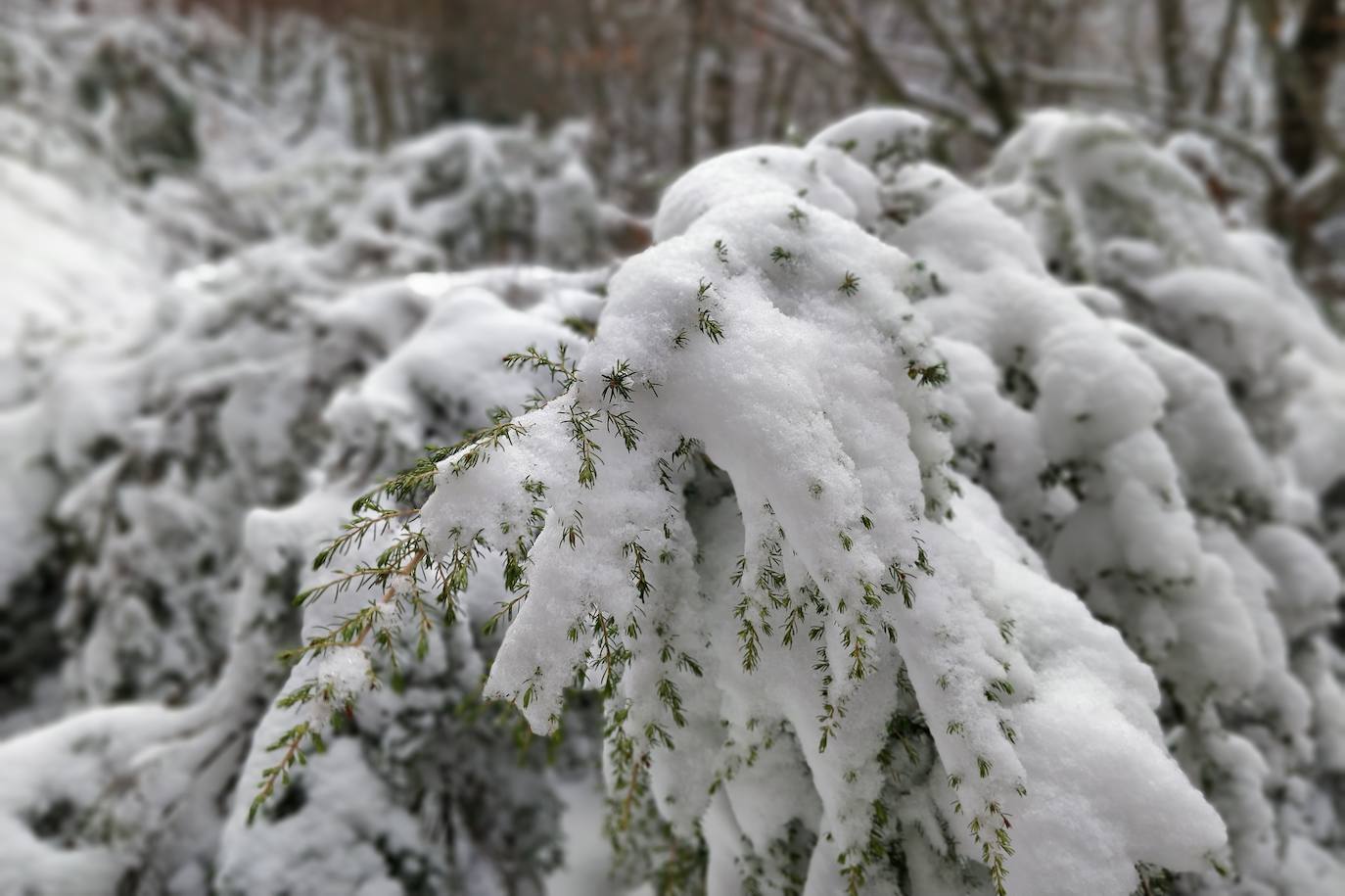 Están al nordeste de la cumbre y la nieve se acumula ahí a causa del viento