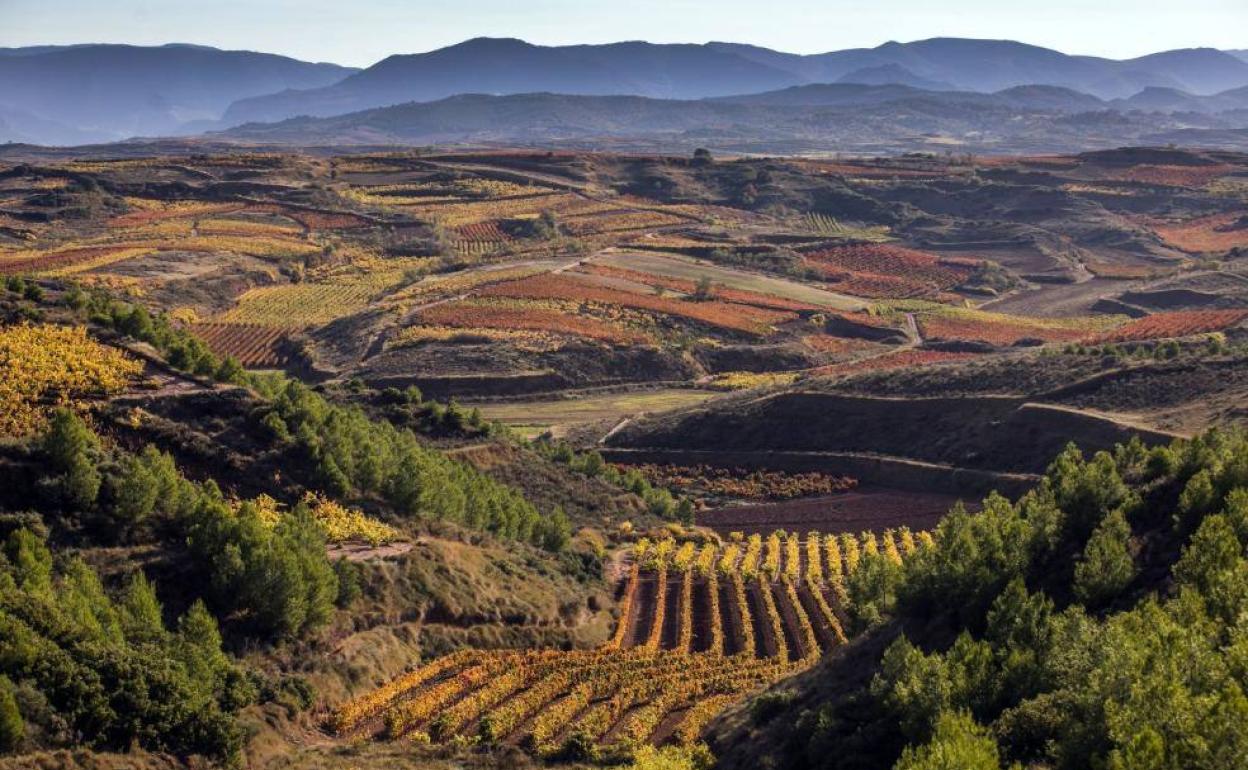 Paisaje otoñal de viñedo en La Rioja.